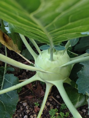 Starseed Farm