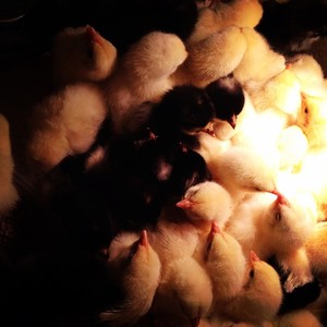Spengler Farms