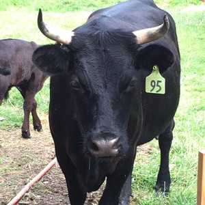 Deer Run Acres