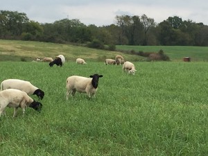 Xanadu Farm