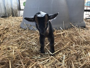 Prancing Pony Farm