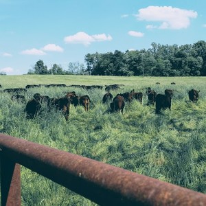J+A Cattle Company