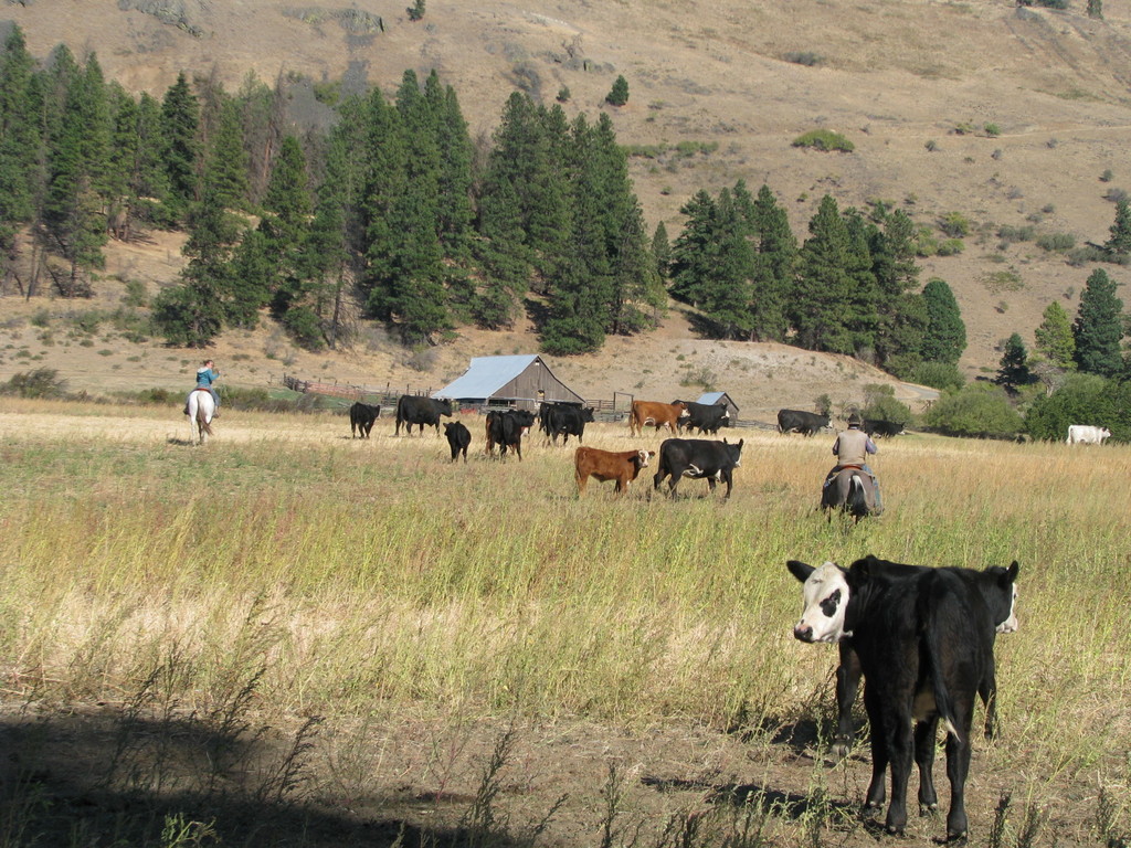 Thousand Hills Ranch - LocalHarvest