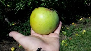 Produce From the Heart and the Society of St. Andrews - Nebraska