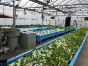 Oasis Aqua Farm