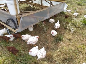 Sundance Farm LLC
