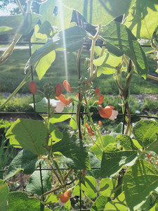 Earth to Table Urban Garden
