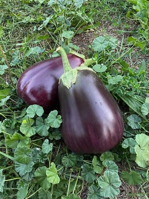 Spring Hill Harvest