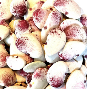 Christmas Lima Bean