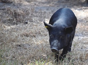 Guinea Hog
