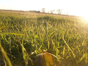 Green Family Farm