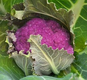 Rose City Farmers Market