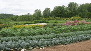 Old Path Farm