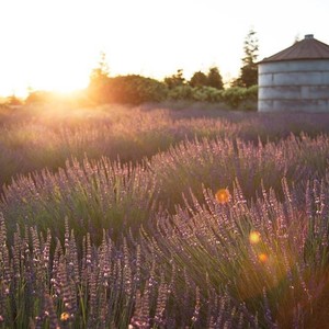 Pageo Lavender Farm
