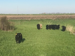 Bever Farms LLC