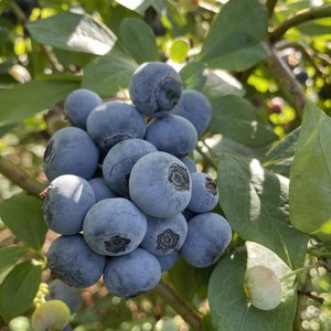 Gold Hill Blueberry Farm