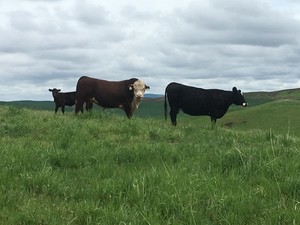 WSU Premium Beef