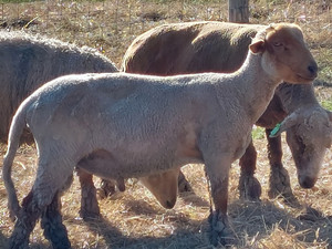 Tunis Sheep