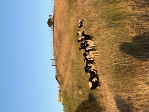 Ridgeline Livestock
