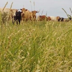 JX Ranch Natural Beef