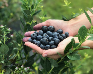 Double C Bar Ranch Blueberry Farm