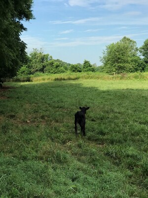 Alford's Farm LLC