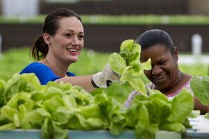 Solutions Farms
