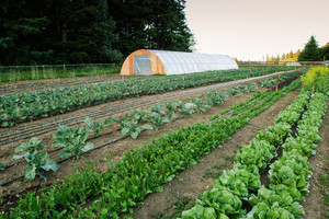 Island Harvest Farm