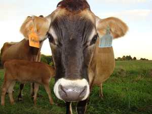Winters Grass Farm