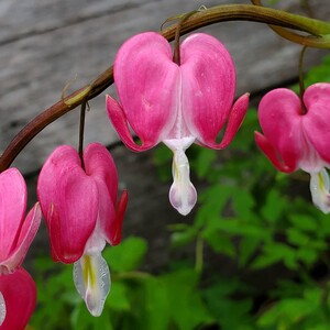 Alissa's Flowers