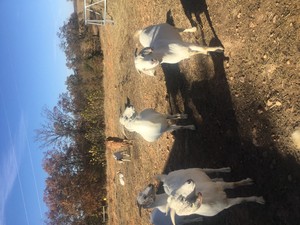 Clearwater Ranch