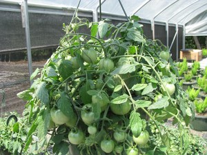 Incredible Edible Garden