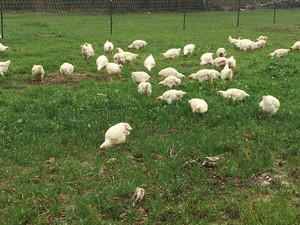 Maypop Farm