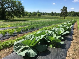 Jacoby Gardens