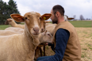 Tunis Sheep