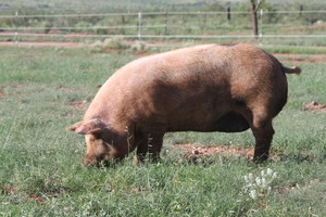 Coyote Song Farm