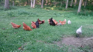ArWen Pasture Farm