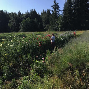 Free Range Flowers