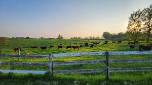 St. Brigid's Meadows