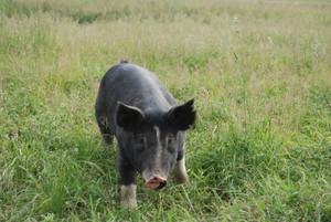 Shiloh Valley Family Farm