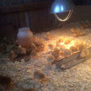 Dunphy Farms
