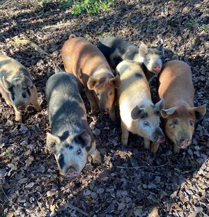 Heritage Hog Co
