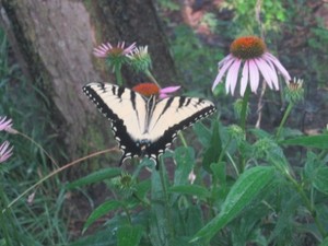 Sacred Mother Herbs
