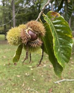 American Chestnuts on the Tree