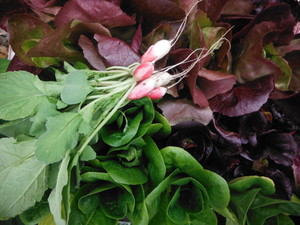 Compass Plant CSA