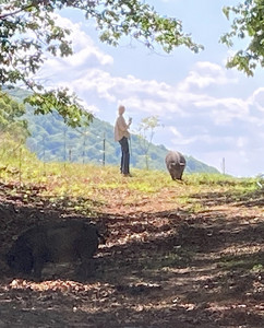 Fox Knob Farm
