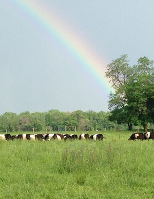 Hoffman Holistic Cattle