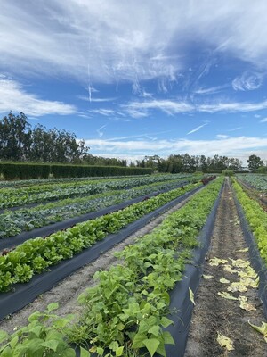 Kai Kai Farm