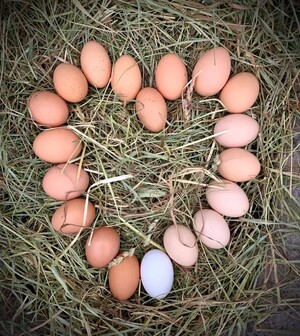 Fox Hill Farm Stand