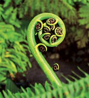 Silverfern Nursery